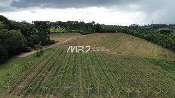 Foto Imóvel - Excelente Chácara Com Produção De Uvas Em Guaragi