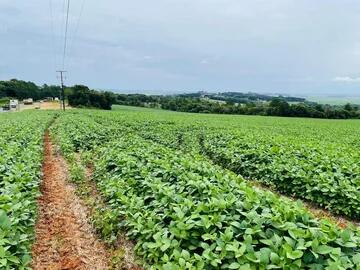Foto Imóvel - Fazenda De Plantação  à Venda, Rodovia, Ponta Grossa, Pr